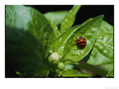 Close View Of A Ladybug On A Leaf by Kenneth Garrett Pricing Limited Edition Print image