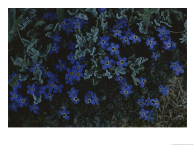 Alpine Forget-Me-Nots Wildflowers, Beartooth Wilderness, Wyoming by Raymond Gehman Pricing Limited Edition Print image