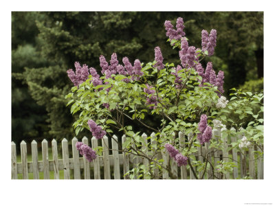Lilac Blossoming Near A Fence by Anne Keiser Pricing Limited Edition Print image
