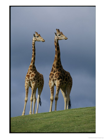 Giraffes At The San Diego Wild Animal Park by Michael Nichols Pricing Limited Edition Print image