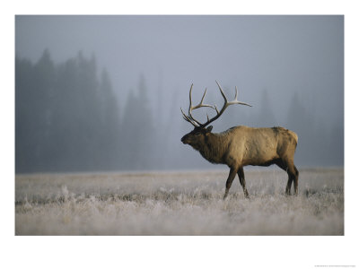A Bull Elk In A Frosted Meadow by Michael S. Quinton Pricing Limited Edition Print image
