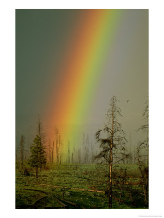A Brilliantly Colored Rainbow Ends In A Barren Forest In The Madison River Valley by Norbert Rosing Pricing Limited Edition Print image