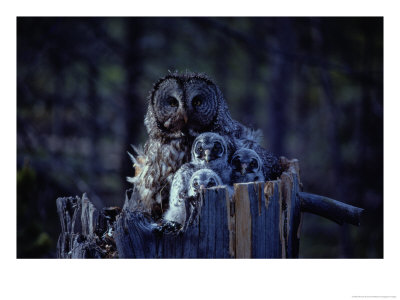 Close View Of A Great Gray Owl Sheltering Her Owlets by Michael S.Quinton Pricing Limited Edition Print image