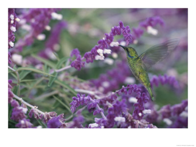 A Green Violet-Eared Hummingbird Feeds On Wildflowers by Roy Toft Pricing Limited Edition Print image