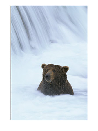 Brown Bear Sits In Froth Of Waterfall During Salmon Spawning by Michael Melford Pricing Limited Edition Print image
