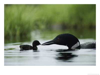 A Tiny Loon Chick Being Fed By Its Parent by Michael S. Quinton Pricing Limited Edition Print image