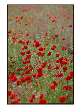Wildflower Farming On A Kibbutz In Springtime by Richard Nowitz Pricing Limited Edition Print image