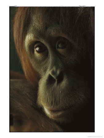 Female Orangutan by Michael Nichols Pricing Limited Edition Print image