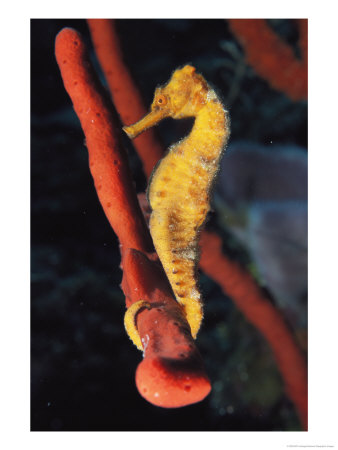 A Longsnout Seahorse, Hippocampus Reidi, With Tail Curled On A Sponge by Bill Curtsinger Pricing Limited Edition Print image