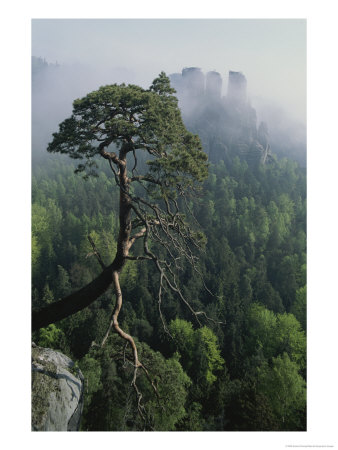 Scenic View Of A Gnarled Tree by Norbert Rosing Pricing Limited Edition Print image