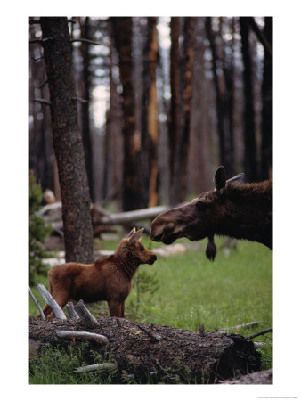 Moose With Young by Randy Olson Pricing Limited Edition Print image