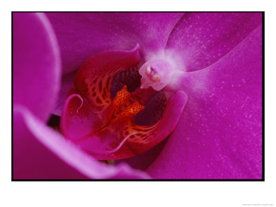 A Close View Of The Inside Of A Moth Orchid by George F. Mobley Pricing Limited Edition Print image