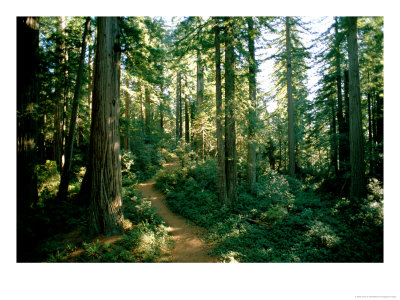 Woodland Path Winding Through A Grove Of Sequoia Trees by James P. Blair Pricing Limited Edition Print image