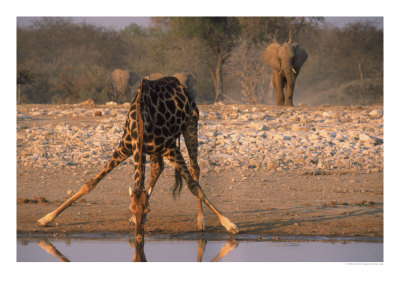 Giraffe Drinking, Elephant In Distance by Bonnie Lange Pricing Limited Edition Print image