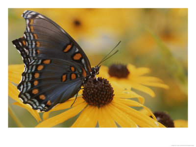 Close-Up Of A Red-Spotted Purple Butterfly On A Black-Eyed Susan by Brian Gordon Green Pricing Limited Edition Print image