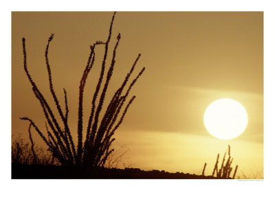 Desert Sunset With Ocotillo, Ca by Robert Franz Pricing Limited Edition Print image