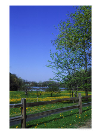 Trees In Spring, Orchard Park, Ny (1 Of 4) by Jim Schwabel Pricing Limited Edition Print image