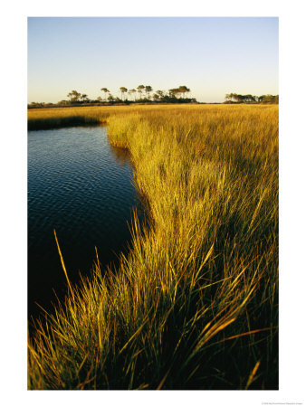 Salt Marsh, Assateague Island, Virginia by Skip Brown Pricing Limited Edition Print image