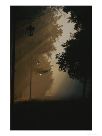 Early Morning Sunlight Filters Through Fog On A Tree-Lined Street by Raul Touzon Pricing Limited Edition Print image