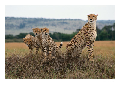 Cheetah & Cubs, Termite Mound, Masai Mara, Keny by Michele Burgess Pricing Limited Edition Print image