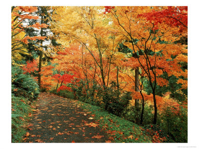 Autumn, Washington Park Arboretum, Wa by Mark Windom Pricing Limited Edition Print image