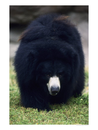 Sloth Bear, Melursus Ursinus by Mark Newman Pricing Limited Edition Print image