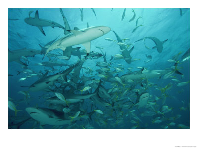 Sharks In A Feeding Frenzy by Brian J. Skerry Pricing Limited Edition Print image