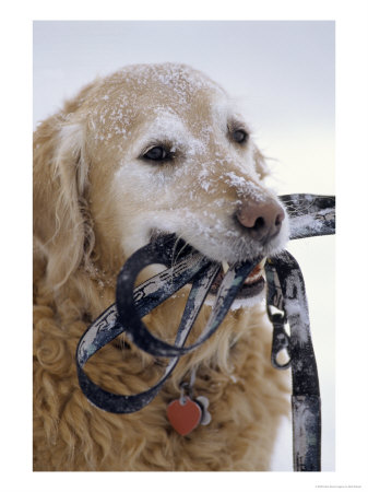 Golden Retriever With Leash In Mouth by Bob Winsett Pricing Limited Edition Print image