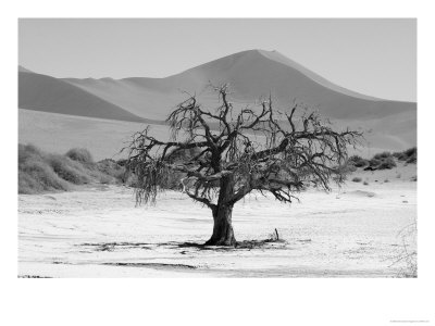 Sand Dunes Of Sossusvlei, Namib Desert, Namibia by Keith Levit Pricing Limited Edition Print image