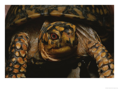 A Close View Of An Eastern Box Turtle, Terrapene Carolina by Bates Littlehales Pricing Limited Edition Print image