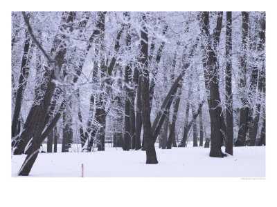 Winter In Manitoba, Prairie Scene by Keith Levit Pricing Limited Edition Print image