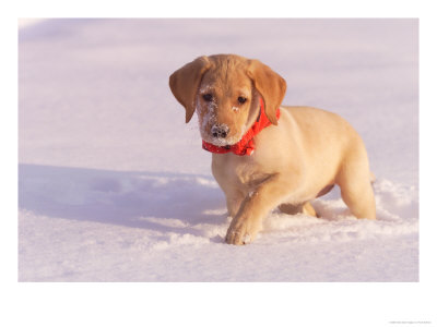 Puppy Walking On Snow by Frank Siteman Pricing Limited Edition Print image