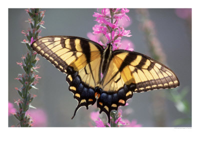 Tiger Swallowtail Butterfly Perched On A Flower by Tony Ruta Pricing Limited Edition Print image