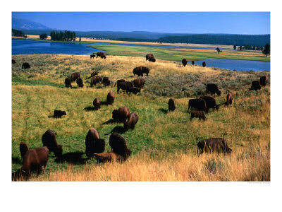 Bison (Bison Bison) Herd In Hayden Valley, Yellowstone National Park, Wyoming, Usa by Carol Polich Pricing Limited Edition Print image