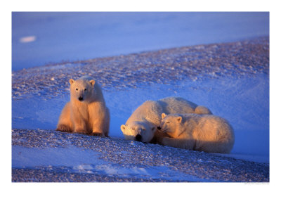 Polar Bear & Cubs, Thalarctos Maritimus by Robert Franz Pricing Limited Edition Print image