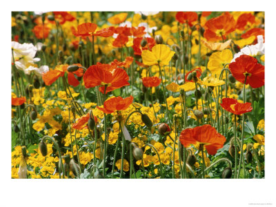 Poppies, Germany by Elfi Kluck Pricing Limited Edition Print image