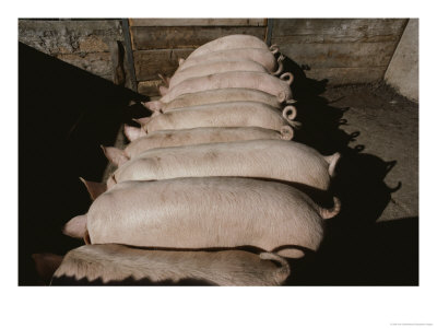 Domestic Swine Chow Down At A Feed Trough by Jodi Cobb Pricing Limited Edition Print image