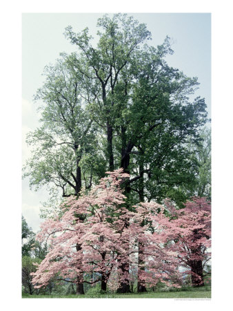Dogwood Tree In Spring, Albemarle County, Va by Maryann & Bryan Hemphill Pricing Limited Edition Print image