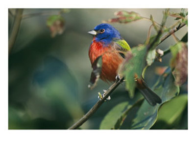 Painted Bunting (Passerina Ciris), Corkscrew Swamp Sanctuary, Florida by Roy Toft Pricing Limited Edition Print image