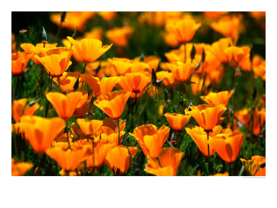Californian Poppies, Usa by John Elk Iii Pricing Limited Edition Print image