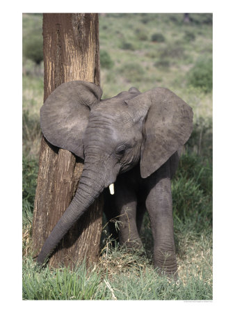 African Elephant Baby, Loxodonta Africana by Robert Franz Pricing Limited Edition Print image