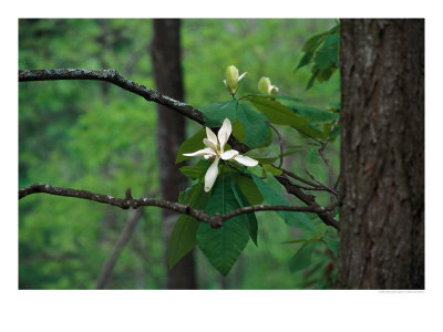Flowering Tulip Tree, Tn by Sherwood Hoffman Pricing Limited Edition Print image