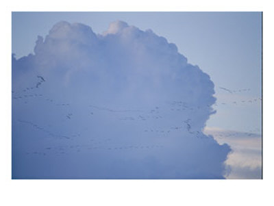Sandhill Cranes Fly Through Thunderheads by Joel Sartore Pricing Limited Edition Print image