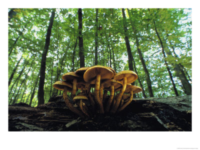 Mushrooms Growing On A Dead Beech Tree by Norbert Rosing Pricing Limited Edition Print image