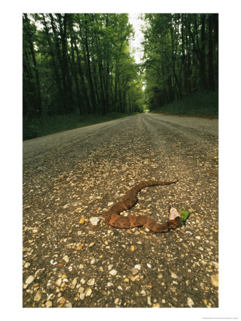 A Water Moccasin Snake Opens Its Mouth On A Road In Mississippi by Stephen Alvarez Pricing Limited Edition Print image
