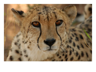 Cheetah - Nambia Africa by Keith Levit Pricing Limited Edition Print image