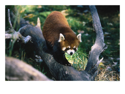 Red Panda Or Lesser Panda, Allorus Furgens by Mark Newman Pricing Limited Edition Print image