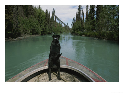 A Black Labrador Dog Travels Up The Kenai River On A Boats Bow by Joel Sartore Pricing Limited Edition Print image