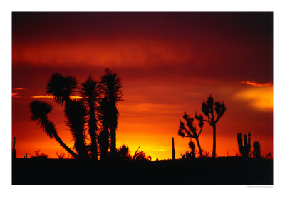 Century Plant And Common Cactus Silhouetted At Sunset Near Guerrero Negro, Guerrero Negro, Mexico by Woods Wheatcroft Pricing Limited Edition Print image