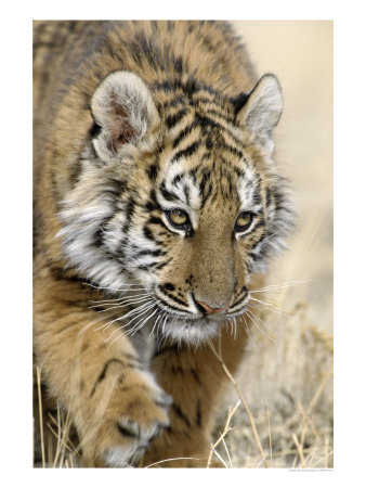 Siberian Tiger Cub, Panthera Tigris Altaica by Robert Franz Pricing Limited Edition Print image